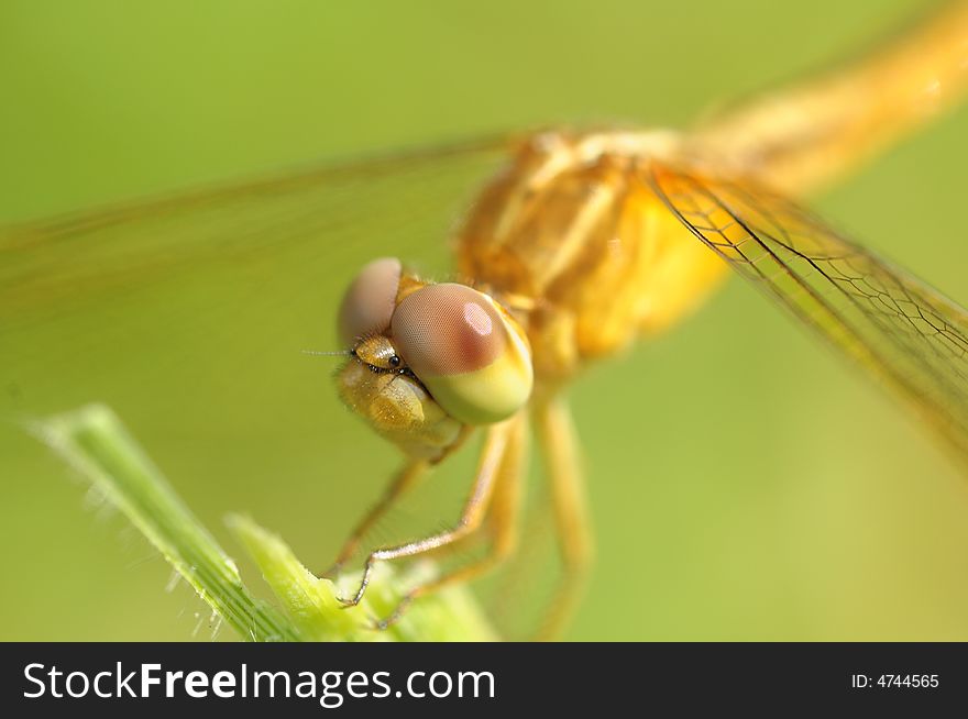 A close up portraiture of a dragonfly. A close up portraiture of a dragonfly