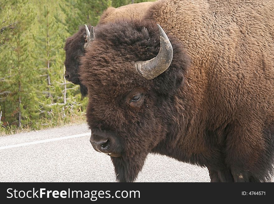 View of bison- buffalo head. View of bison- buffalo head