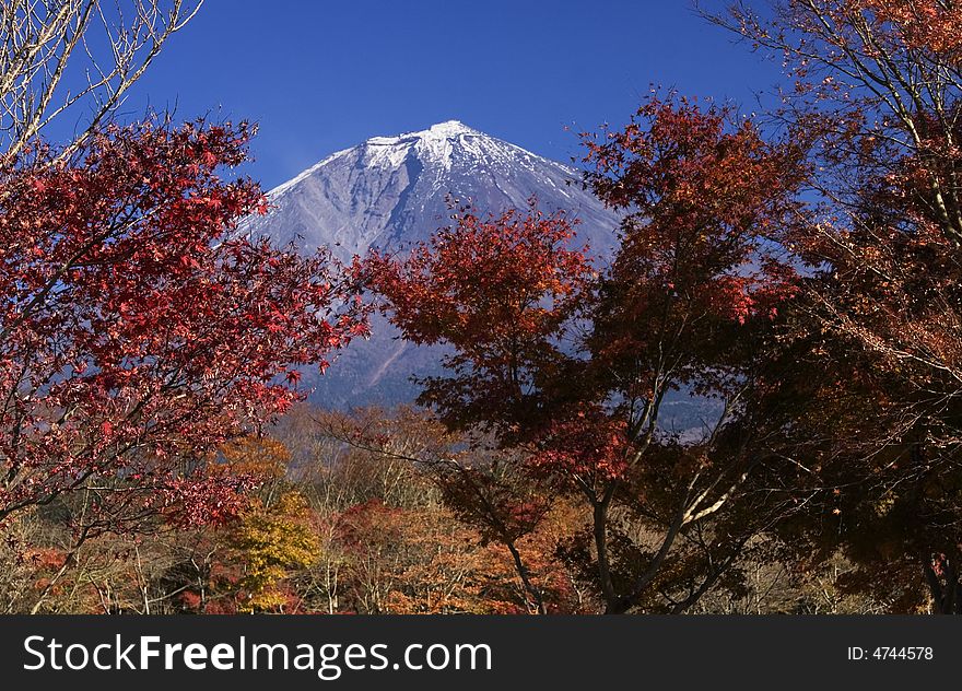 The Mt,Fuji in early autumn and colored leaver. The Mt,Fuji in early autumn and colored leaver