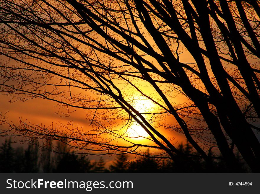 Trees With Background Of Sunset