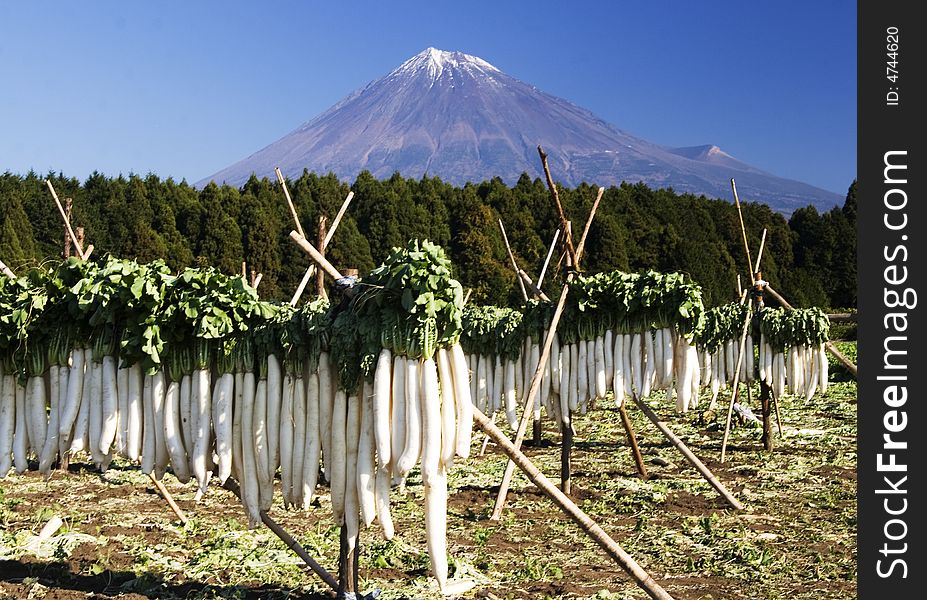 Japanese white radish is airingin the sun and Mt,Fuji. Japanese white radish is airingin the sun and Mt,Fuji