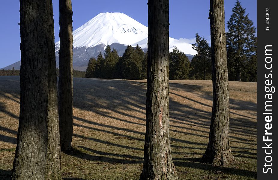 Mount Fuji viewed through a row ofJapanese cedar trees. Mount Fuji viewed through a row ofJapanese cedar trees