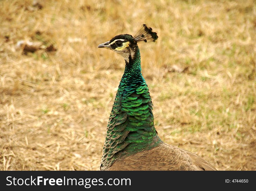 Peacock in a wild park, Beijing, China