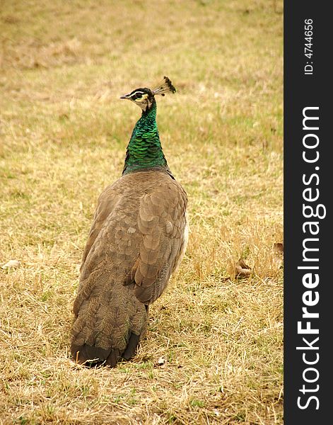 Peacock in a wild park, Beijing, China