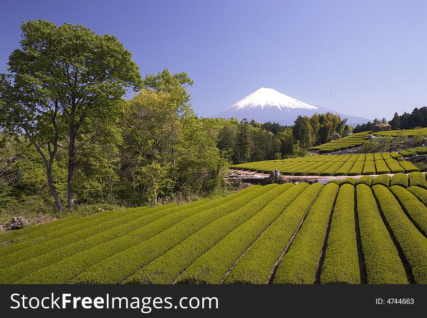 Terraced green tea fields with snow-capped Mount Fuji. Terraced green tea fields with snow-capped Mount Fuji