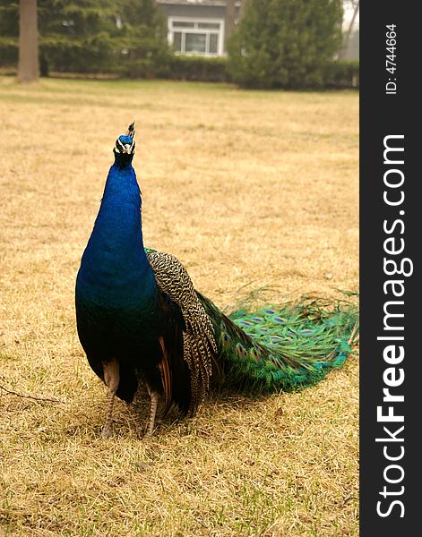 Peacock in a wild park, Beijing, China