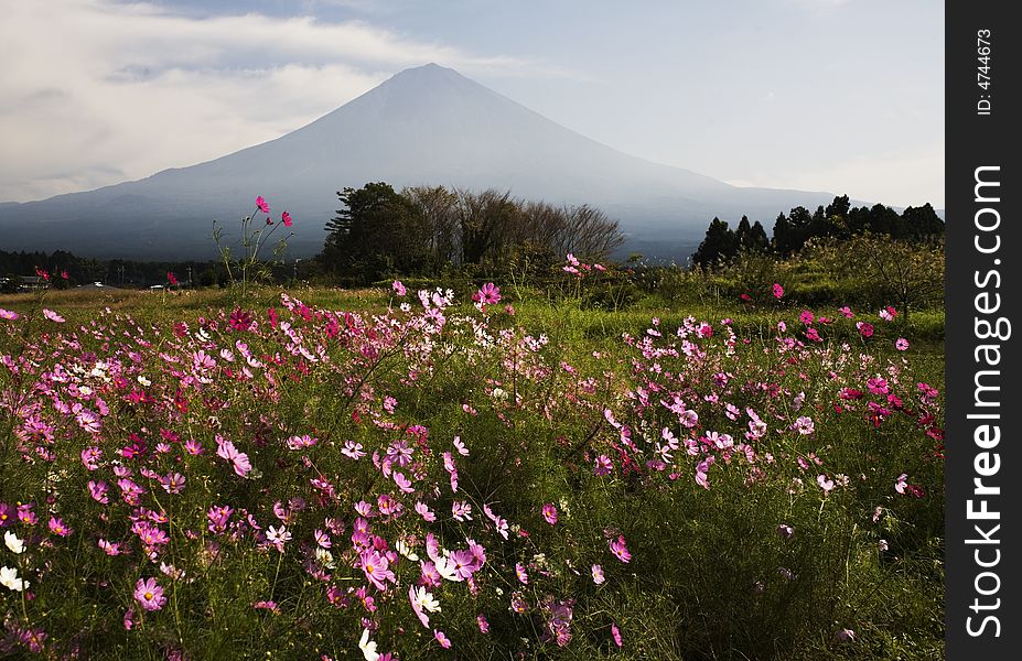 Cosmos meadow near Mount Fuji. Cosmos meadow near Mount Fuji