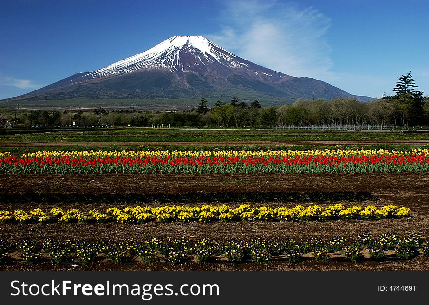 Beautiful tulip blossoms with snow-capped Mount Fuji. Beautiful tulip blossoms with snow-capped Mount Fuji