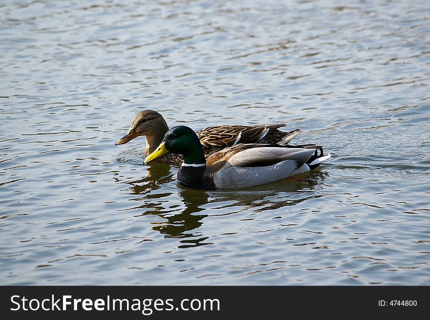 Two ducks float on blue water in lake. Two ducks float on blue water in lake