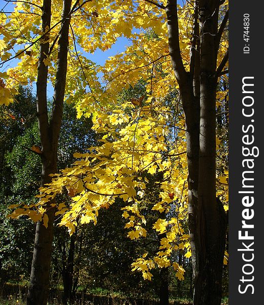 The Autumn tree with желтыми sheet on halitosis not yet ed listvy.