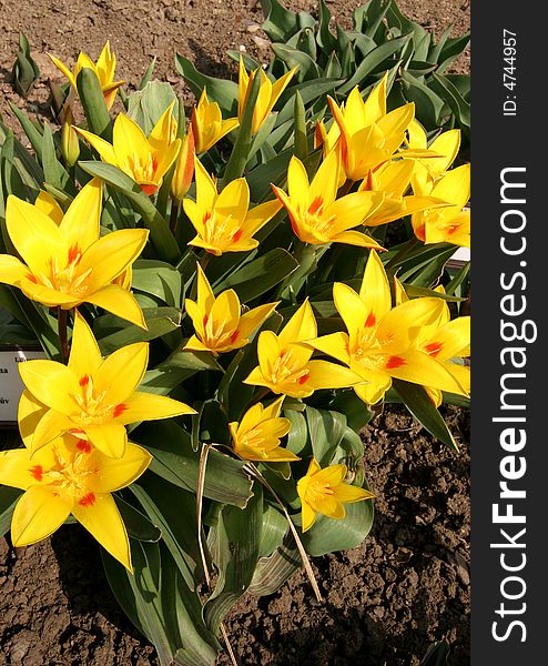 One yellow tulip isolated on the white background.