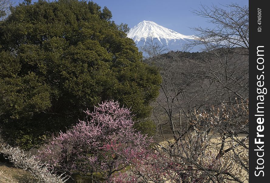 Mount Fuji with red and white plum blossoms. Mount Fuji with red and white plum blossoms