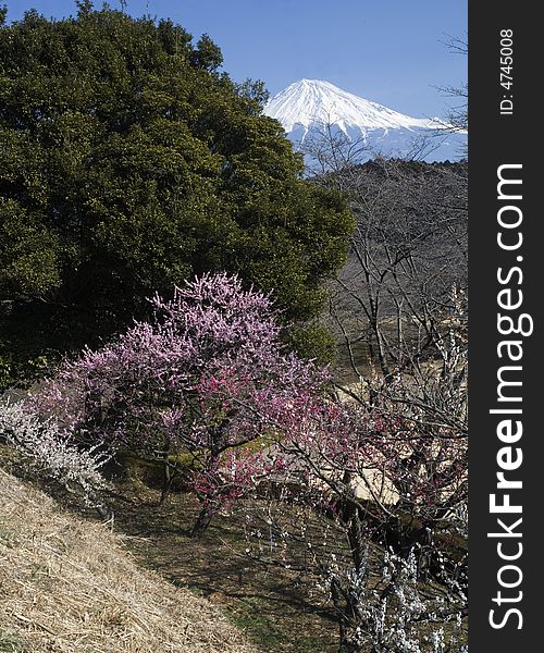 Mount Fuji with red and white plum blossoms. Mount Fuji with red and white plum blossoms