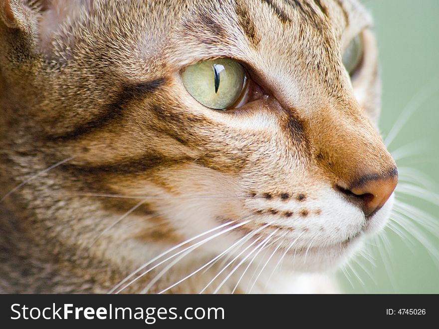 Oriental short-haired striped cat face close up view