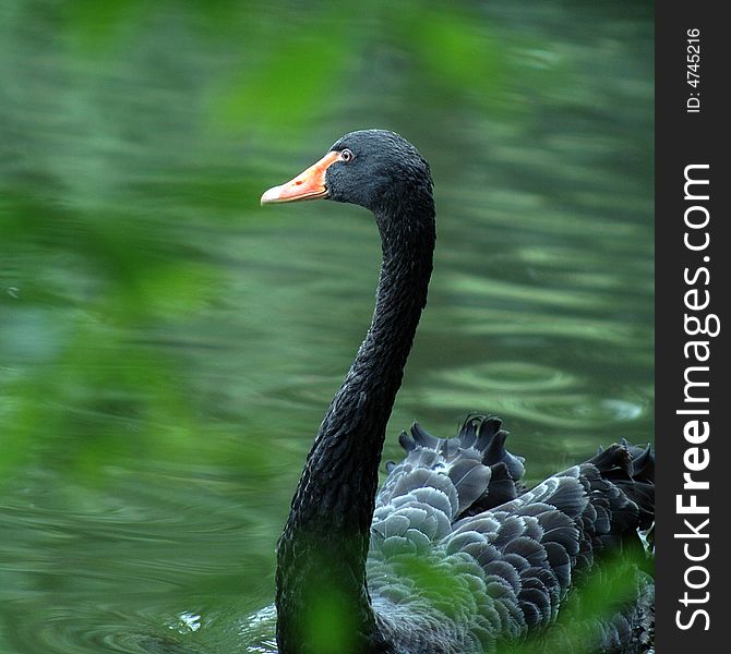 Distribution in Australia and New Zealand Cygnus atratus The Beautiful black swan In the swim