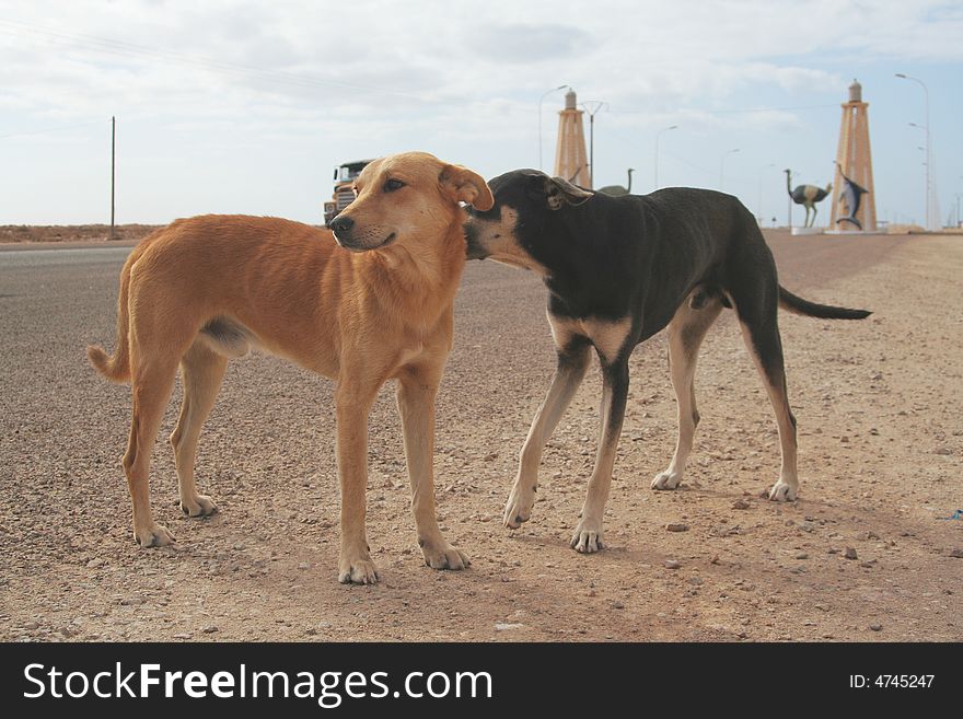 Western Sahara - La Youne