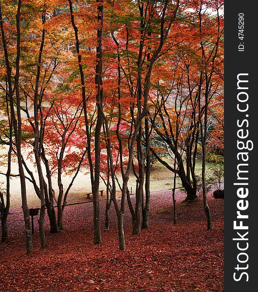 Japanese autumn scenery in mountain park-9. Japanese autumn scenery in mountain park-9