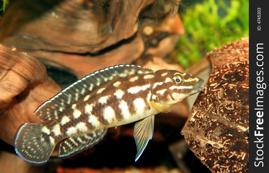 Aquarium fish julidochromis ,from African lakes