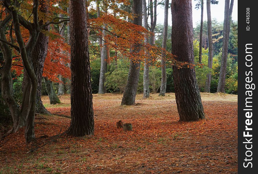 Japanese autumn scenery in mountain park-7. Japanese autumn scenery in mountain park-7