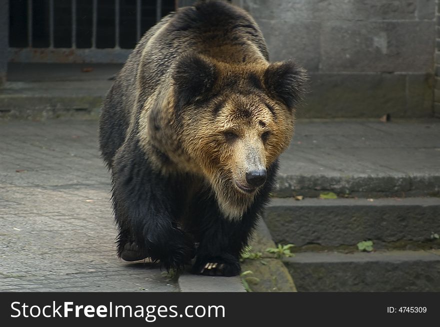 Brown bear is the world's second largest animal Bear Branch