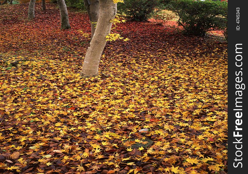 Japanese autumn scenery in mountain park-3. Japanese autumn scenery in mountain park-3