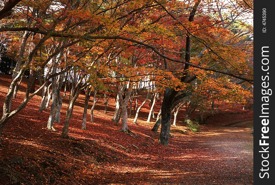 Japanese autumn scenery in mountain park-2. Japanese autumn scenery in mountain park-2