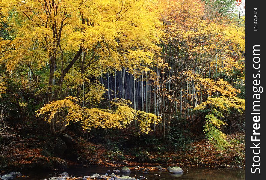 Japanese autumn scenery in river. Japanese autumn scenery in river