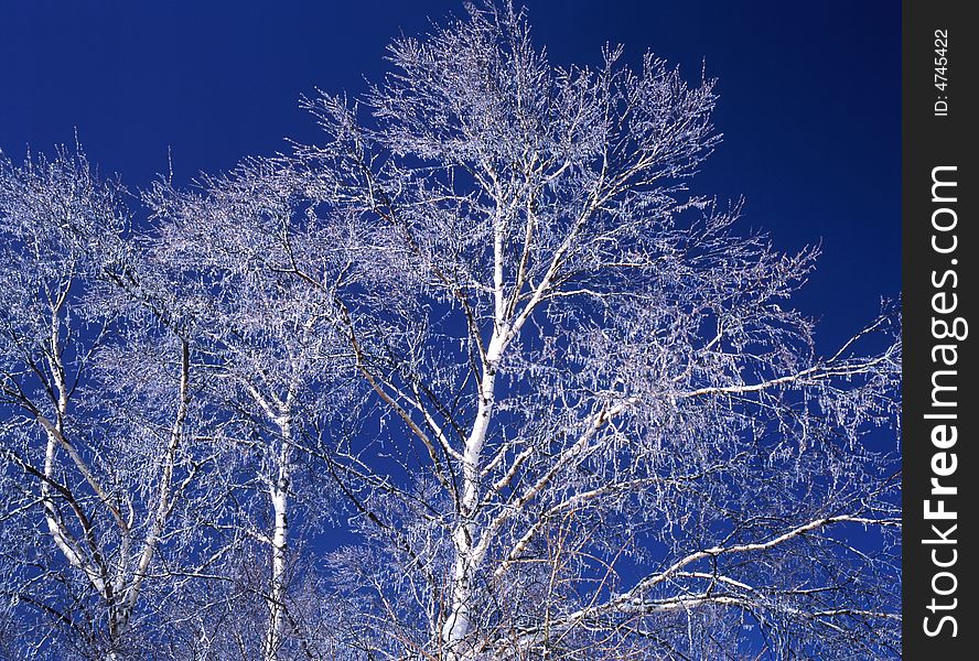 The ice coating on the trees at mount in Nagano-6. The ice coating on the trees at mount in Nagano-6