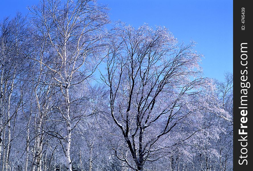 The ice coating on the trees at mount in Nagano-5. The ice coating on the trees at mount in Nagano-5