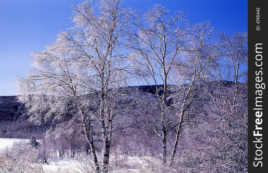 The ice coating on the trees at mount in Nagano-4. The ice coating on the trees at mount in Nagano-4