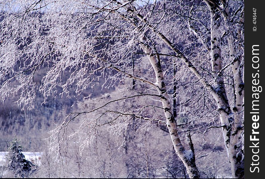 The ice coating on the trees at mount in Nagano-2. The ice coating on the trees at mount in Nagano-2