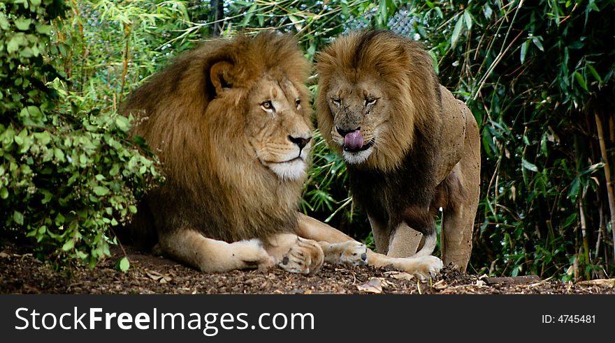 A lion relaxes in the shade while another lion walks towards it. A lion relaxes in the shade while another lion walks towards it