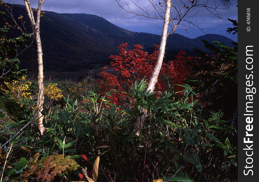 Japanese autumn scenery in mountain park. Japanese autumn scenery in mountain park