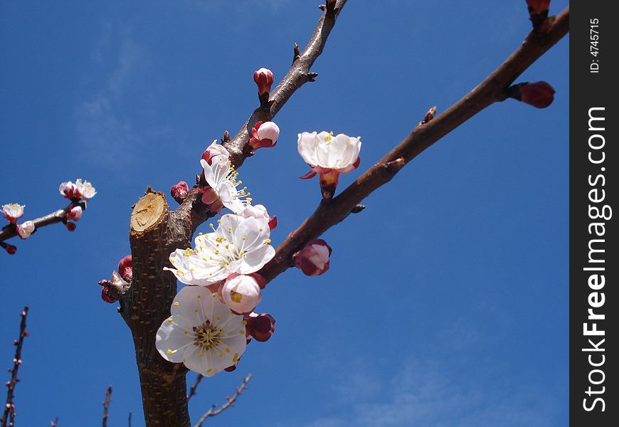 Spring blooming branch on spring sky. Spring blooming branch on spring sky.