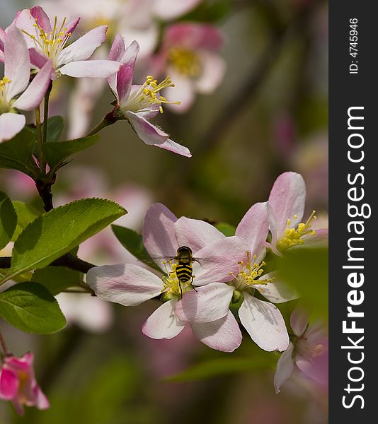 The Bee is busy on the peach blossoms. The Bee is busy on the peach blossoms.