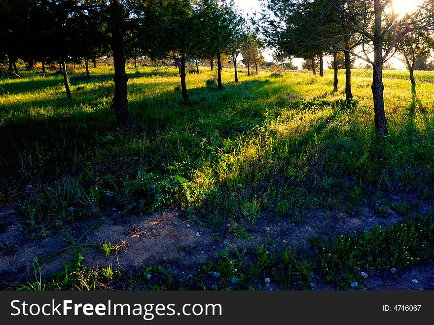 Backlit trees and grass at bottom. Backlit trees and grass at bottom