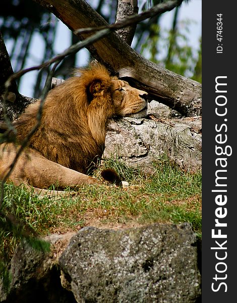 Closeup of a lion relaxing in the shade. Closeup of a lion relaxing in the shade