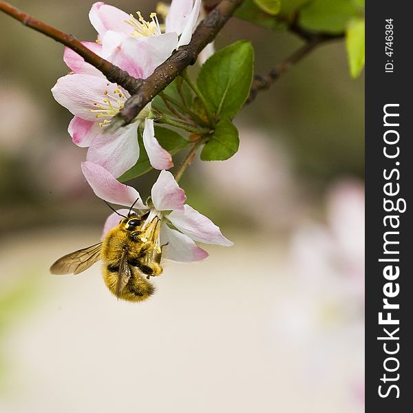 The bee is on the crabapple flowers. The bee is on the crabapple flowers.