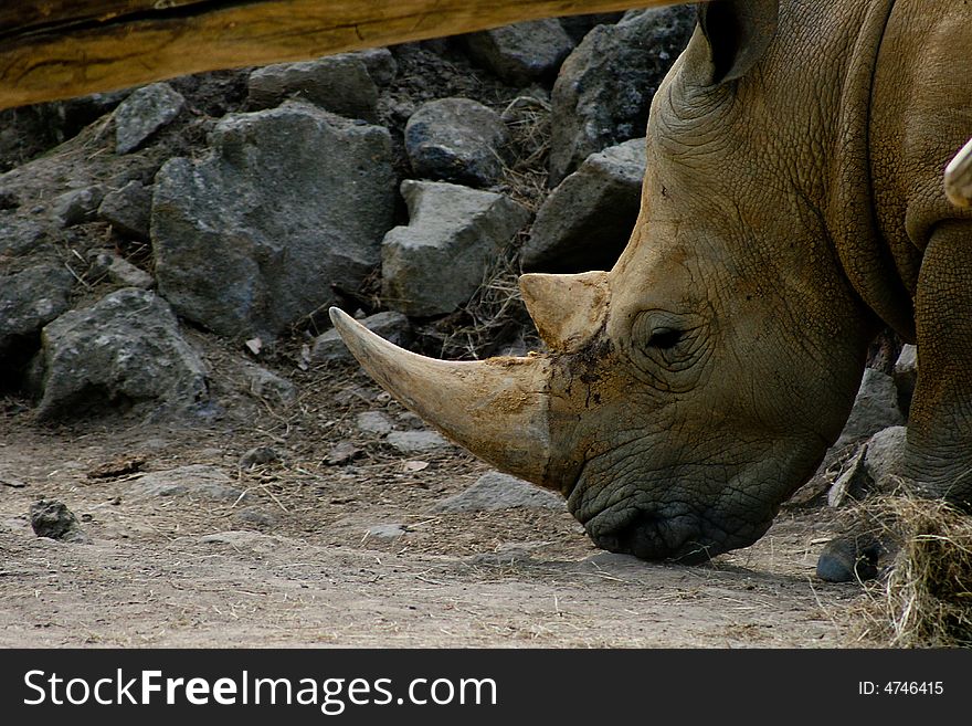 Close up on Rhino on a rocky background