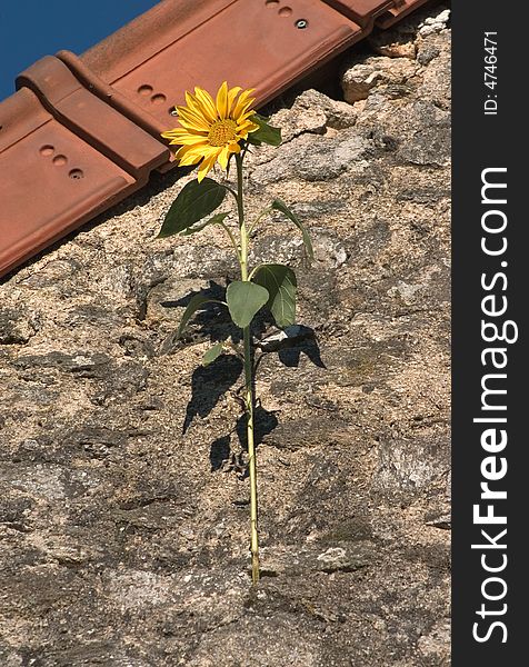 A sunflower at summer time grown on a wall. A sunflower at summer time grown on a wall