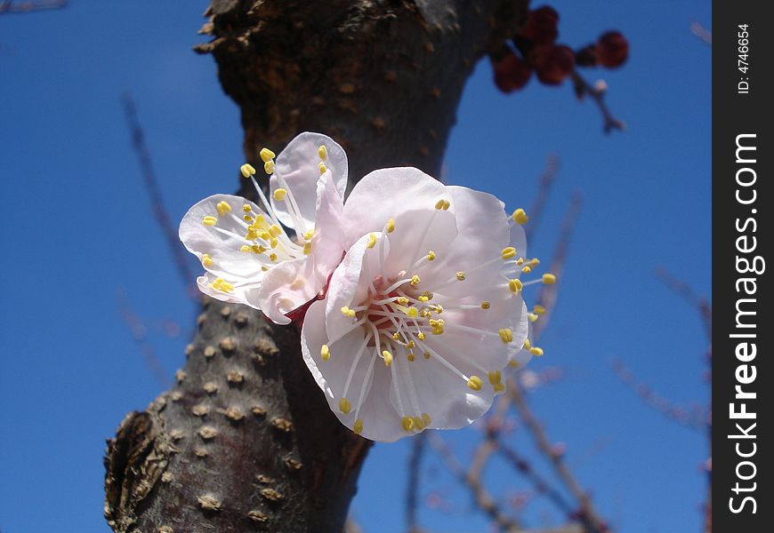 Spring delicate pink blossoms and branch . Spring delicate pink blossoms and branch .