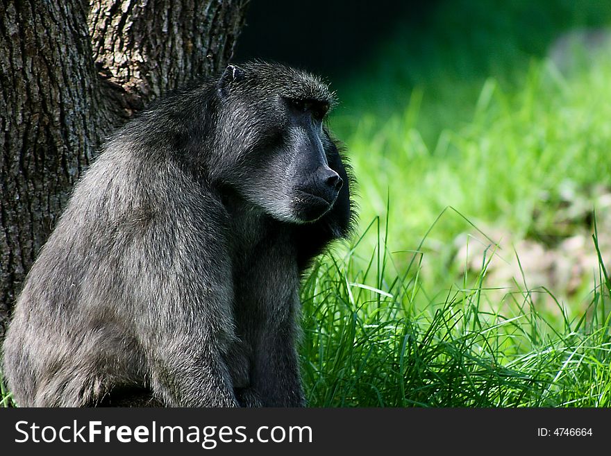 Baboon sitting in the shade