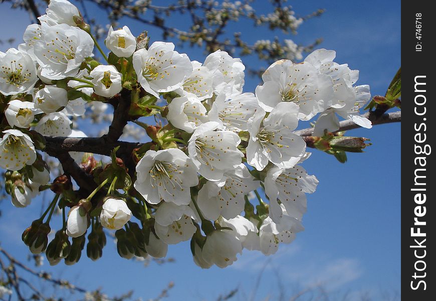 Spring blossoms