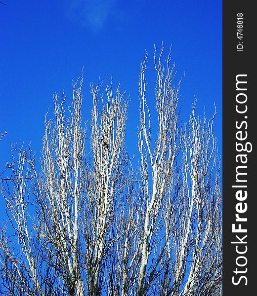 Bird,tree and beautiful blue sky. Bird,tree and beautiful blue sky