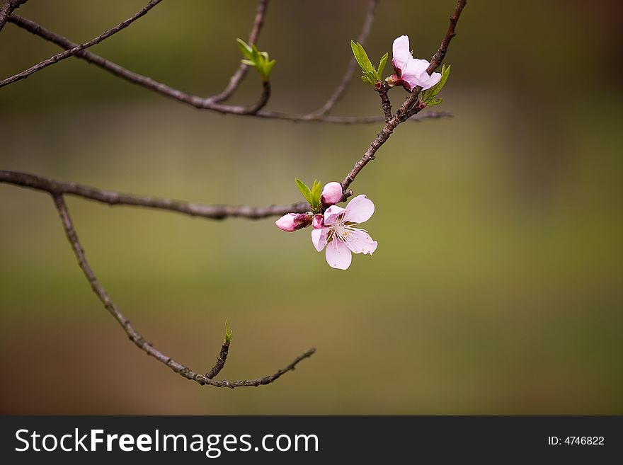 The peach blossom is blooming in spring of China