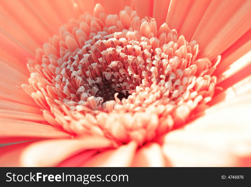 Macro of pink gerbera center under sun. Macro of pink gerbera center under sun