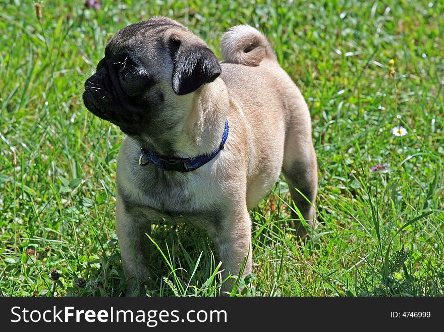 Funny small dog standing in the grass. Funny small dog standing in the grass.