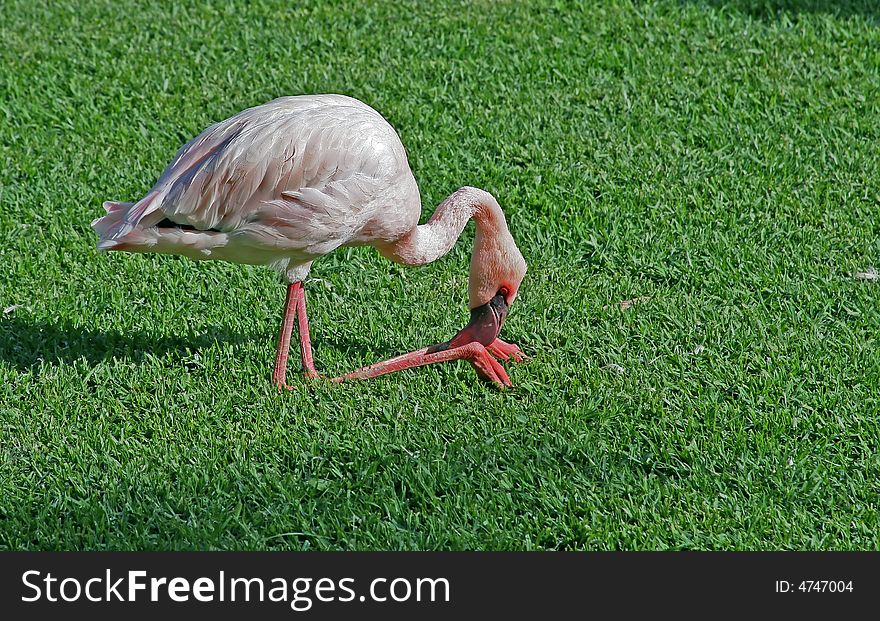 A Pink flamingo with inclined head has a rest on a lawn with a green grass. A Pink flamingo with inclined head has a rest on a lawn with a green grass