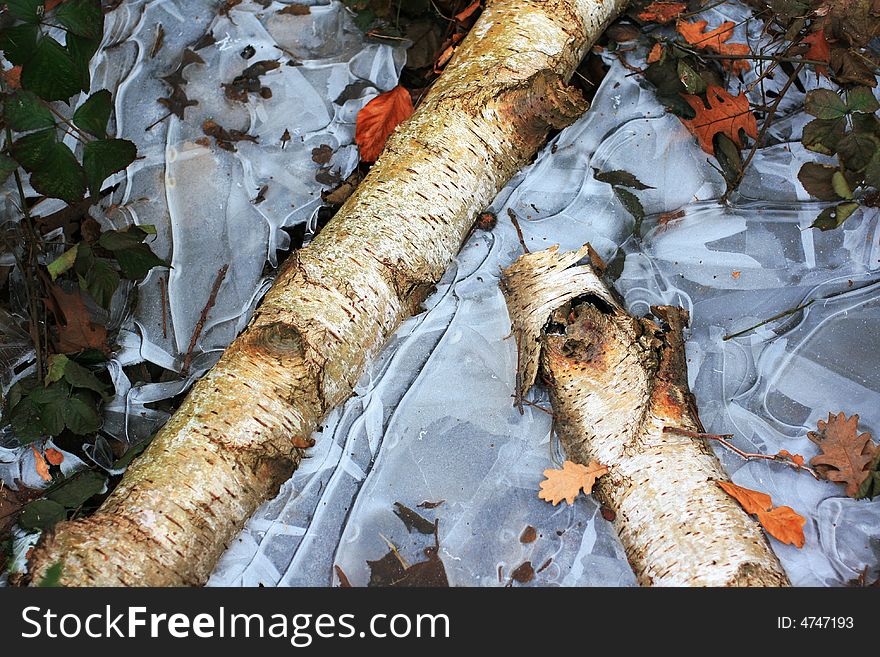 This is a cold winter the branch in the ice. This is a cold winter the branch in the ice