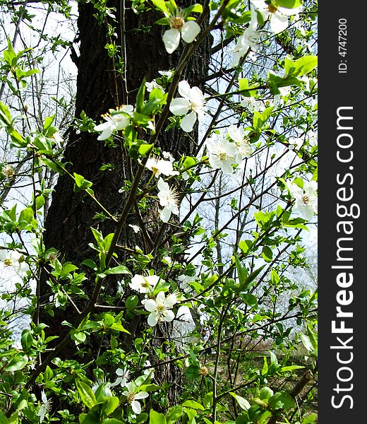 White blossom in the spring season